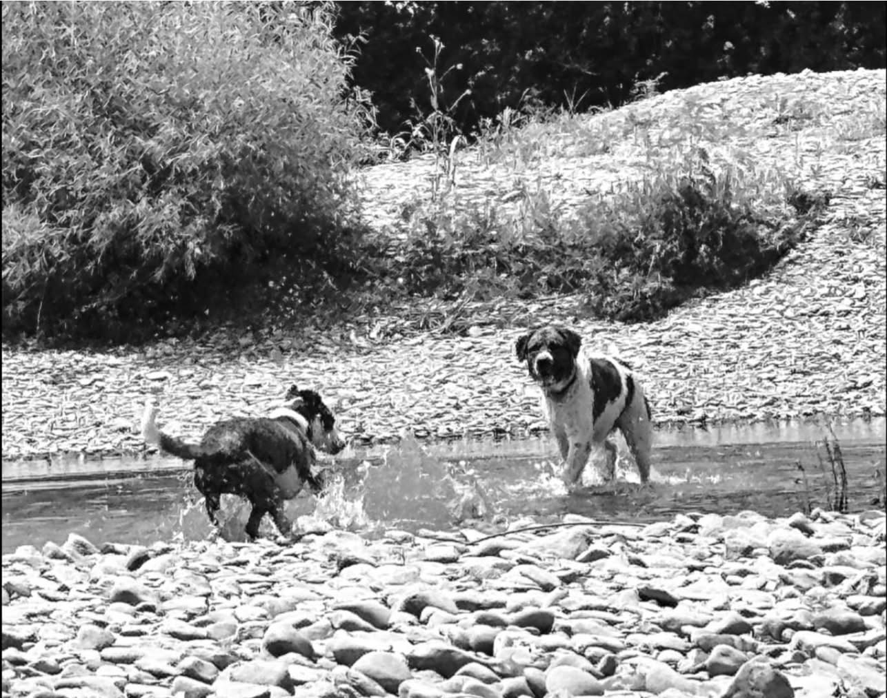 Our dogs enjoying the outdoors
